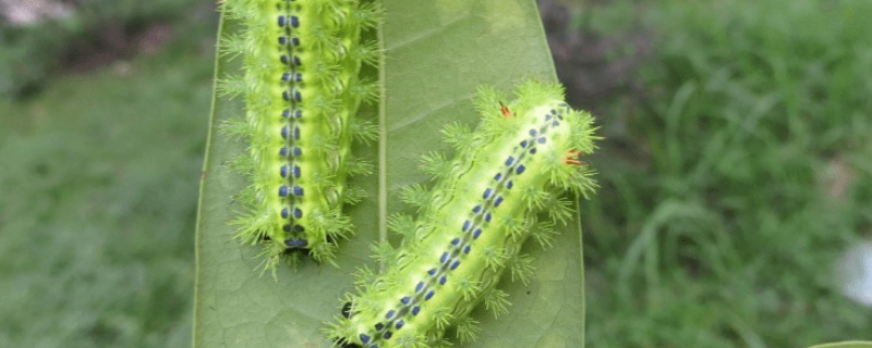 有哪些农药可以用于防治刺毛虫，不小心被刺毛虫刺伤了应该怎么办呢