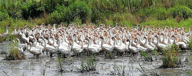 在农村养鹅的发展前景如何，下文附带规模养鹅的具体优势有哪些