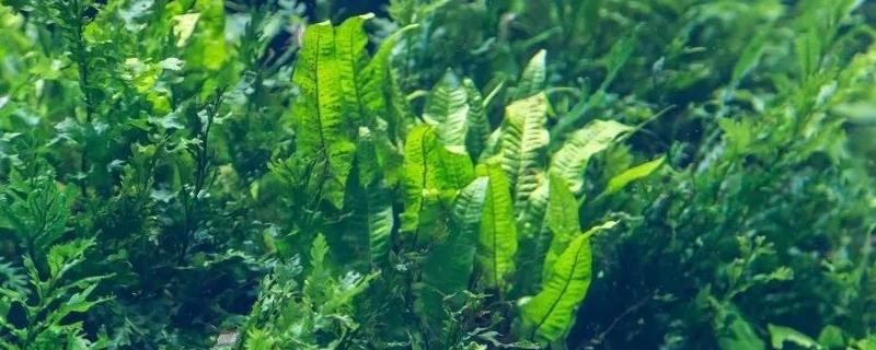 海藻到底是不是裙带菜呢，关于这种裙带菜的详细科普介绍