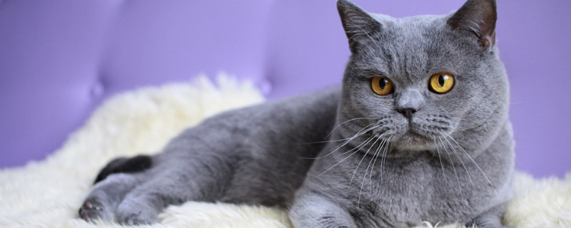 猫到底是不是属于哺乳动物，比较常见的猫咪品种具体有哪些