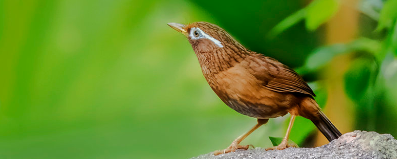 画眉鸟提性上膘的饲料配方究竟是什么，需根据不同的季节时令进行科学配比