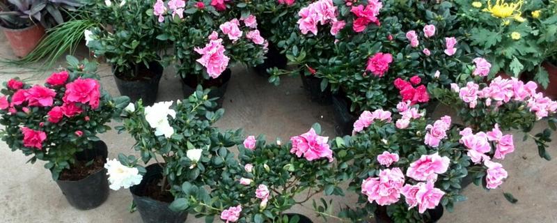 四季杜鹃的繁殖方法有哪些，四季杜鹃盆花具体应该如何摆放