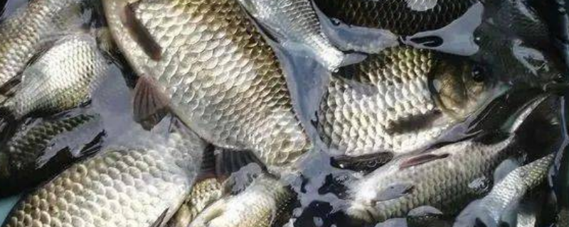 土鲫鱼最喜欢吃哪些种类的饵料，以及土鲫鱼常见的几种烹饪做法