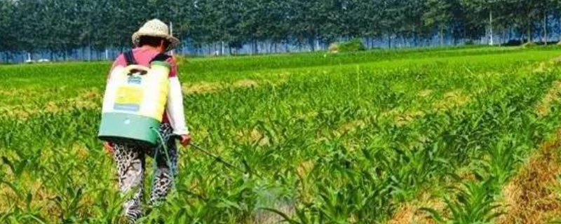 广灭灵除草剂主要用于哪些农作物，关于广灭灵的详细介绍和具体使用方法