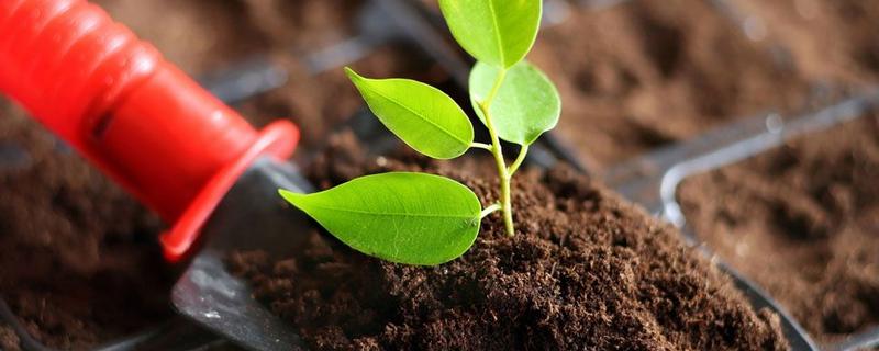 究竟用什么土养绿植好，土中还可以加入什么呢