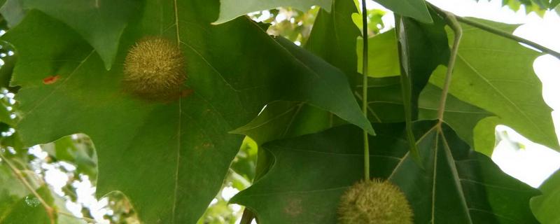 悬铃木究竟是常绿还是落叶乔木呢，并附上它的繁殖方法