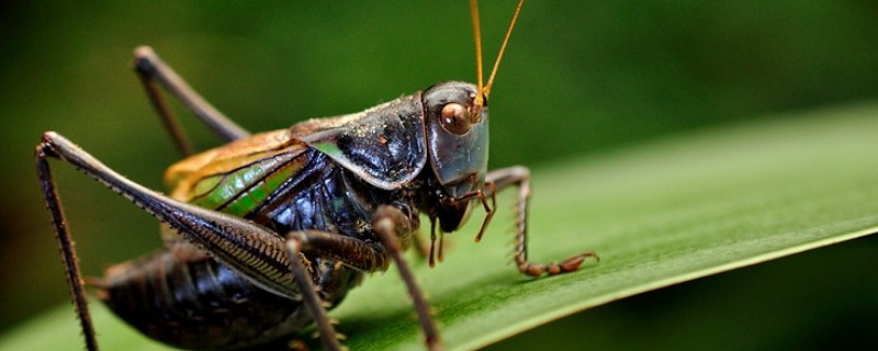 冬天应该如何养蝈蝈，附带蝈蝈的基本知识介绍