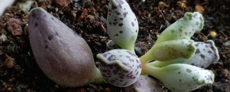 海豹水泡的具体养护方法，究竟有哪些重要要点