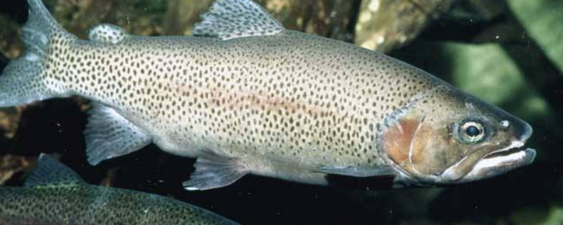 冷水鱼的养殖前景到底怎么样，具体的养殖方法究竟有哪些