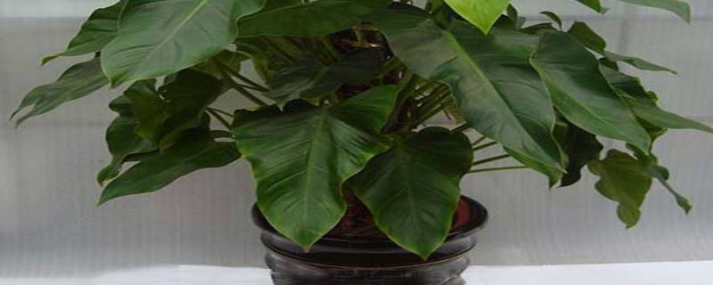 绿宝石植物常见的繁殖方法有哪些，附详细的扦插繁殖具体操作方法