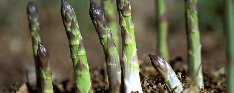 芦笋该如何顺利度过寒冷的冬季，这里附上它的生长习性以及病虫害防治方法
