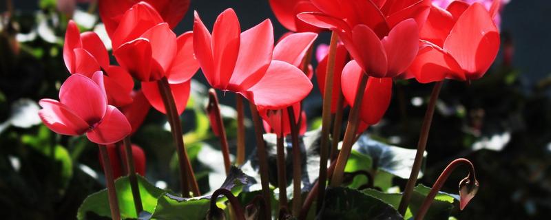 仙客来在冬季应该如何度过，平时具体该怎样进行养护工作