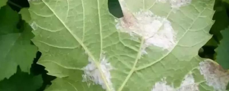 应当怎么应对葡萄叶产生的药害，具体包括哪些防治要点