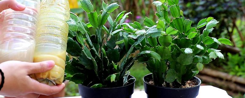 尿素给花卉施肥的具体操作步骤，包括了不同盆栽花卉的详细追肥方法