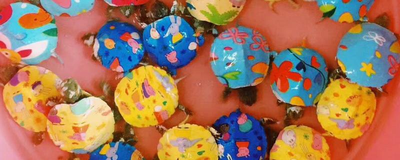 七彩小乌龟的养殖方法有哪些，养殖过程中需要注意做好这五个要点