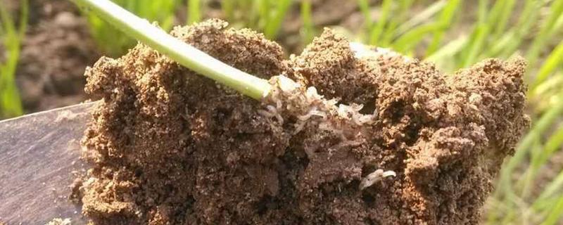 应当使用哪些农药品种来防治地蛆，以及关于地蛆的基本特征介绍