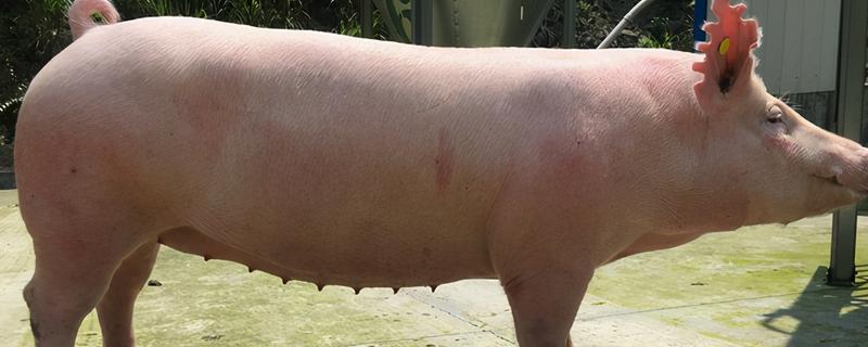 母猪总是配不上种该如何解决，必须要认真做好这关键的几点要求