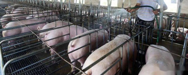 水泡粪猪舍该如何通风，附带猪舍水泡粪详细介绍