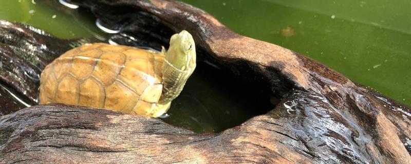 王八的养殖方法有哪些，它的日常管理要点具体有哪些呢