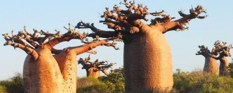 面包树具体是什么样子的，附带面包树的详细种植技术方法