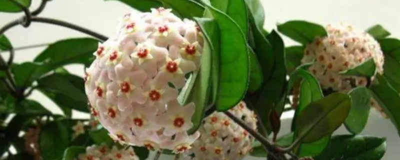 球兰应该如何种植，放置在什么位置养护会比较好