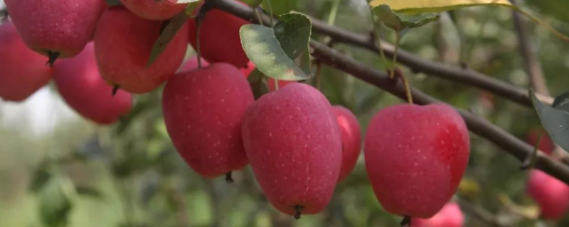 鸡心果应该如何正确地进行修剪，它和普通苹果究竟有什么不一样的区别