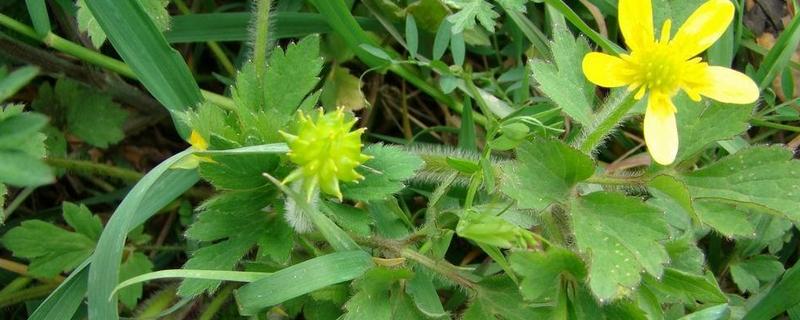 猫爪草该如何科学种植，具体有哪些核心的栽培要点