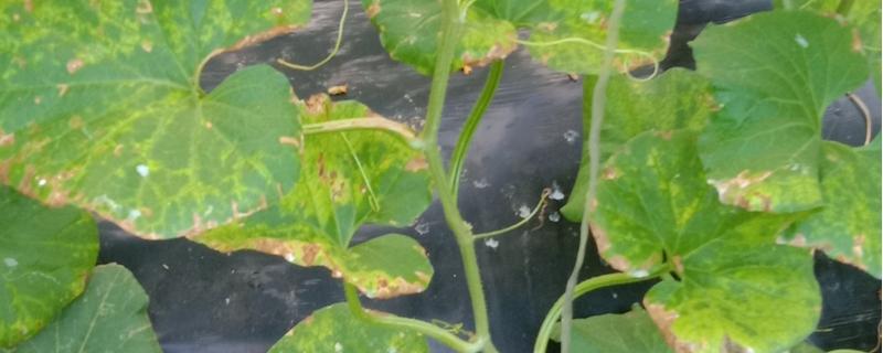 三乙磷酸铝主要用于防治哪些病害，它的具体使用方法是怎样的