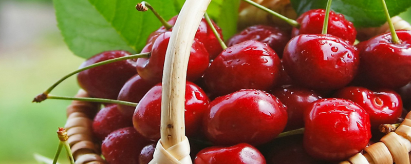 给樱桃上色的具体操作方法，实际操作中具体有哪些增色措施