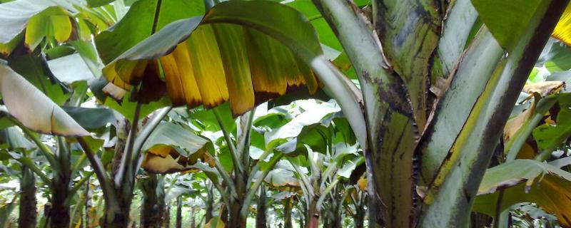 十三吗啉主要可以治疗的病害有哪些，十三吗啉具体有哪些广泛的防治作用