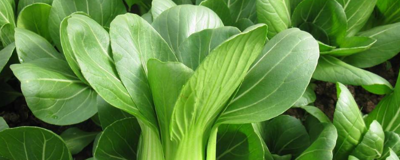 上海青的种植方法有哪些，具体包含了哪些关键要点