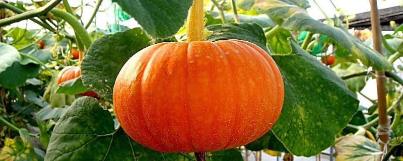南瓜的高产种植方法有哪些，具体的关键种植要点都包括什么