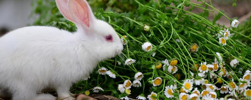 兔子的饲料配方具体有哪些，有什么办法能有效降低兔子的饲料成本