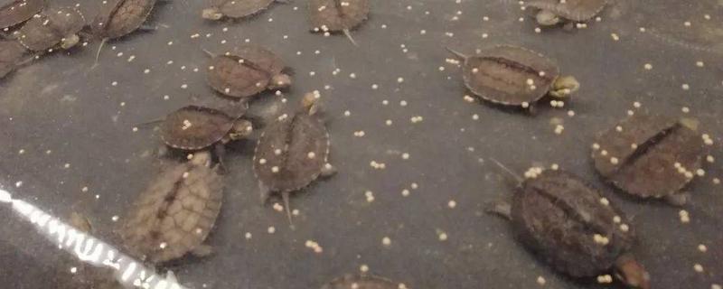 乌龟饲料的制作方法有哪些，乌龟成长需要补充什么营养成分