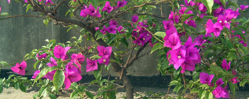 三角花的养殖方法有哪些，三角花具有什么样的养殖价值呢