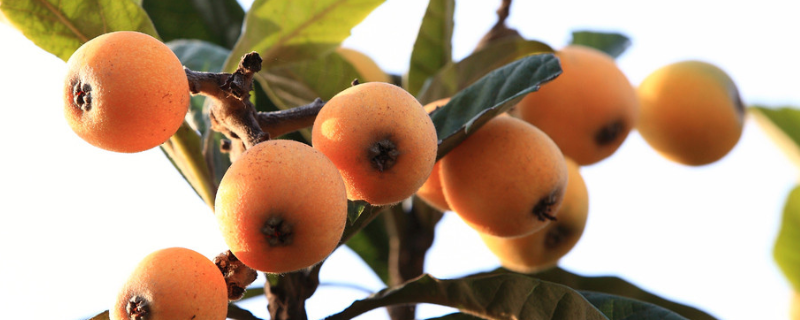 枇杷的具体种植方法有哪些，有哪些核心的技术管理要点值得关注