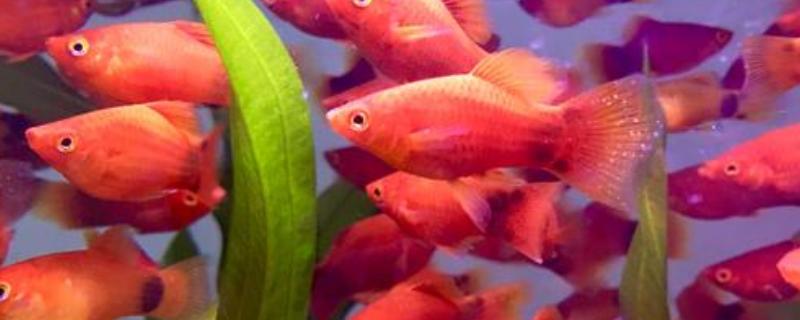 小红鱼的养殖方法有哪些，具体需要掌握哪些核心要点