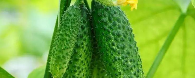 黄瓜不结瓜该如何解决，为你附上详细的黄瓜种植管理方法