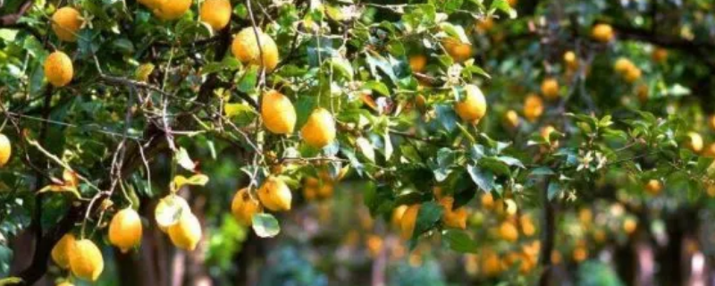 春季果树可以使用的农药品种有哪些，附带具体的操作使用方法