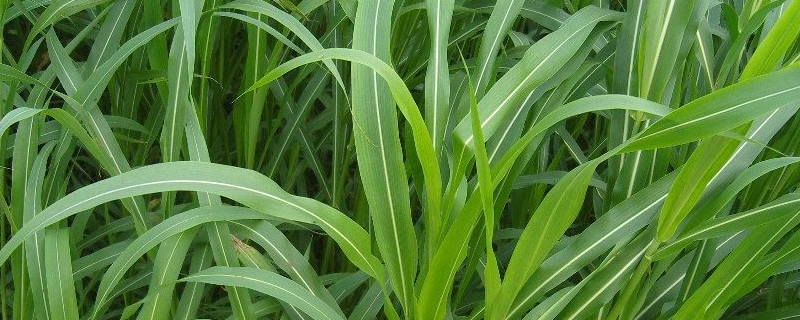 高丹草的高效种植方法有哪些，详细的栽培技术要点包括什么