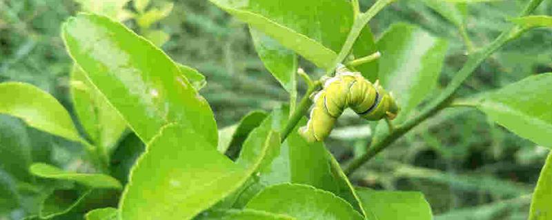 氯氰吡虫啉应当如何正确使用，使用氯氰吡虫啉的具体注意事项有哪些