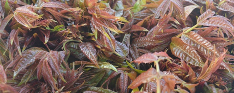 红油香椿应该如何进行种植，香椿目前主要存在哪些常见的种植模式