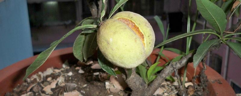 盆栽桃树的具体种植方法有哪些，另外附上桃树的生长习性是什么