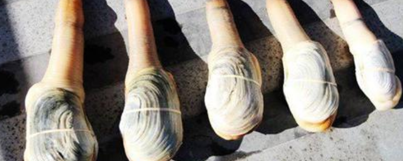 象拔蚌的市场零售价格通常是多少钱一斤，象拔蚌简单又美味的烹饪做法有哪些