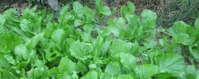 芥菜和大头菜是不是同一种植物，野生芥菜主要包括哪些具体的种类