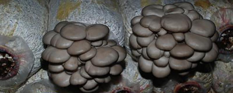 平菇发酵料应该如何去栽培，需要认真做好以下这些点