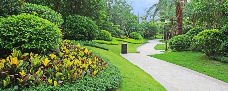 绿化苗木具体该如何种植，都有哪些核心的种植技术要点