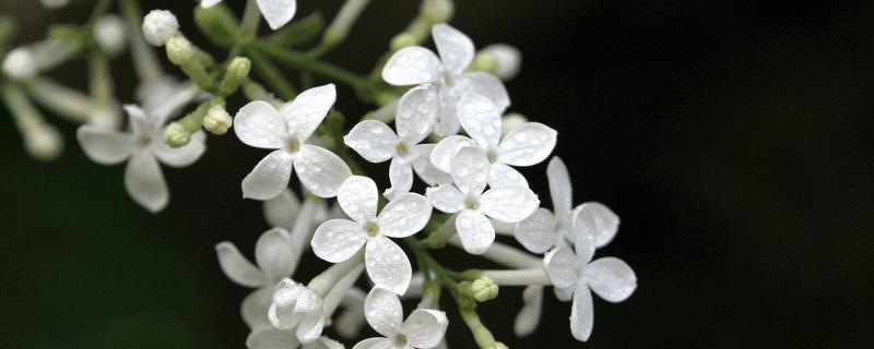 白色丁香花的具体养殖方法是什么，需要注意的相关事项都有哪些