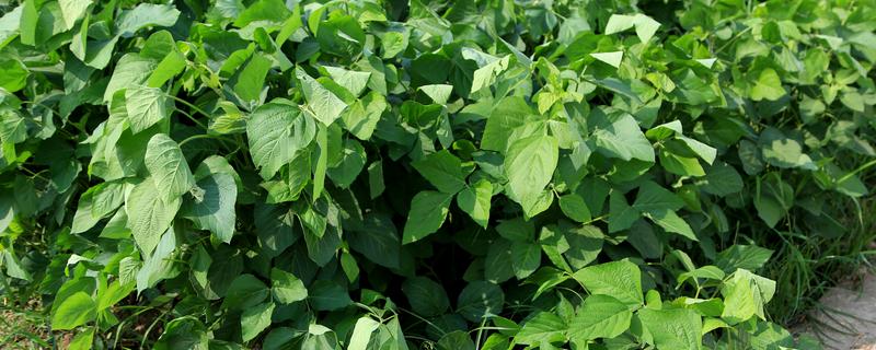 红小豆的详细种植技术有哪些，究竟什么是红小豆呢