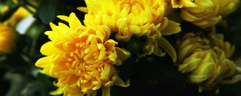 四季菊一般在什么时候开花，附四季菊的详细生长习性介绍